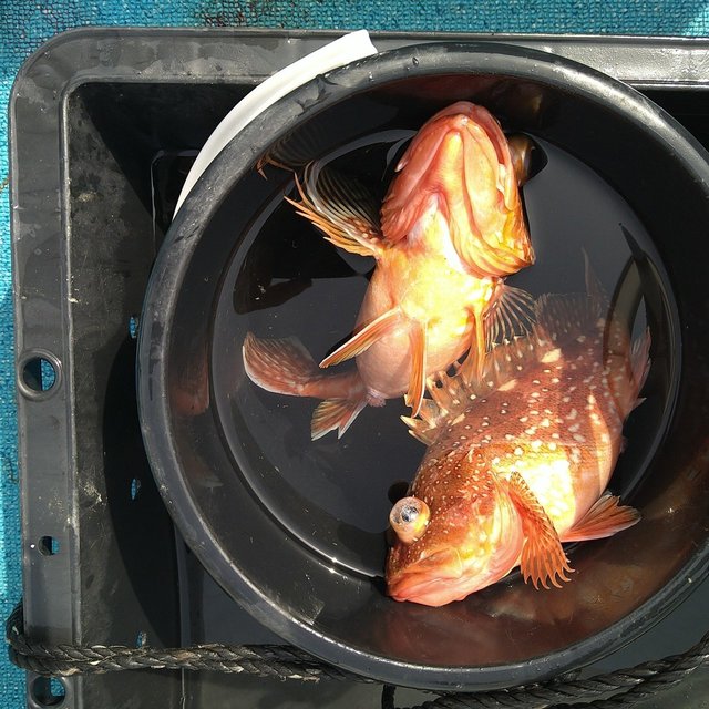 ガシラ(カサゴ)