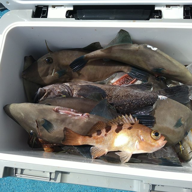 メバル・ウマヅラ(ウマヅラハギ)