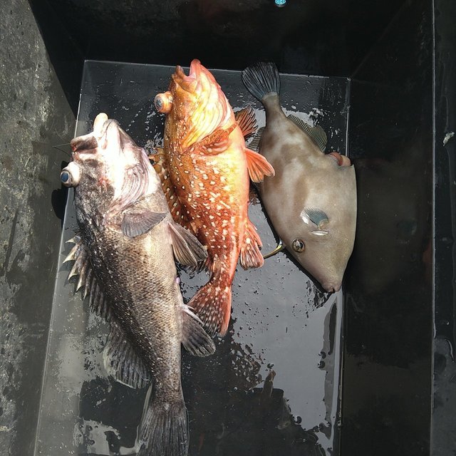 ソイ(クロソイ)・ガシラ(カサゴ)・ウマヅラ(ウマヅラハギ)