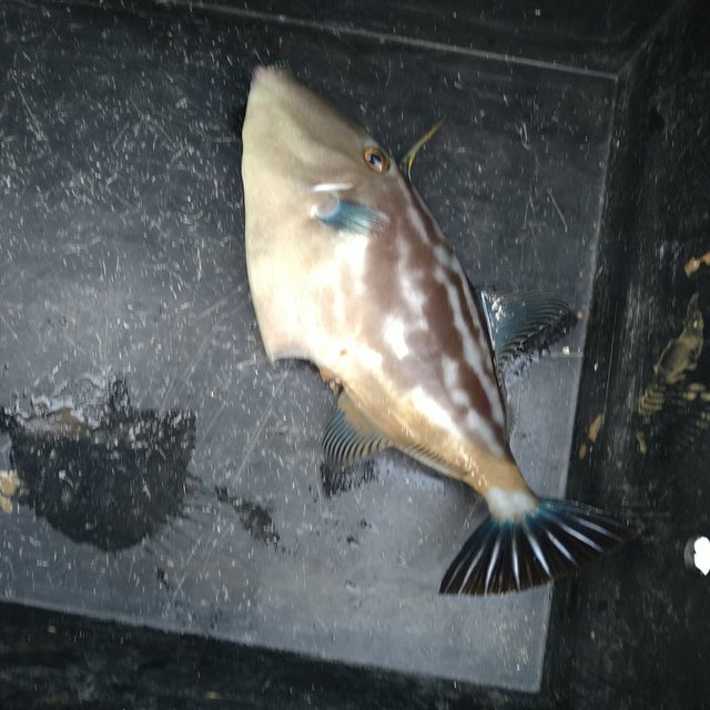 ウマヅラ(ウマヅラハギ)