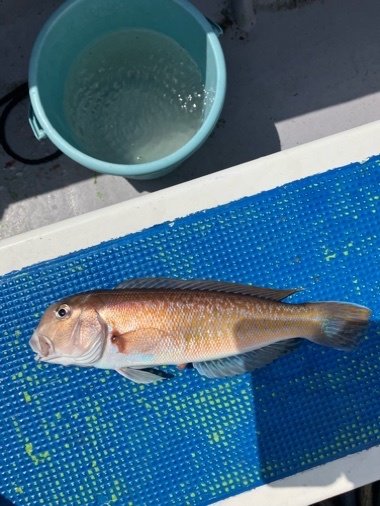 アマダイ(アカアマダイ)