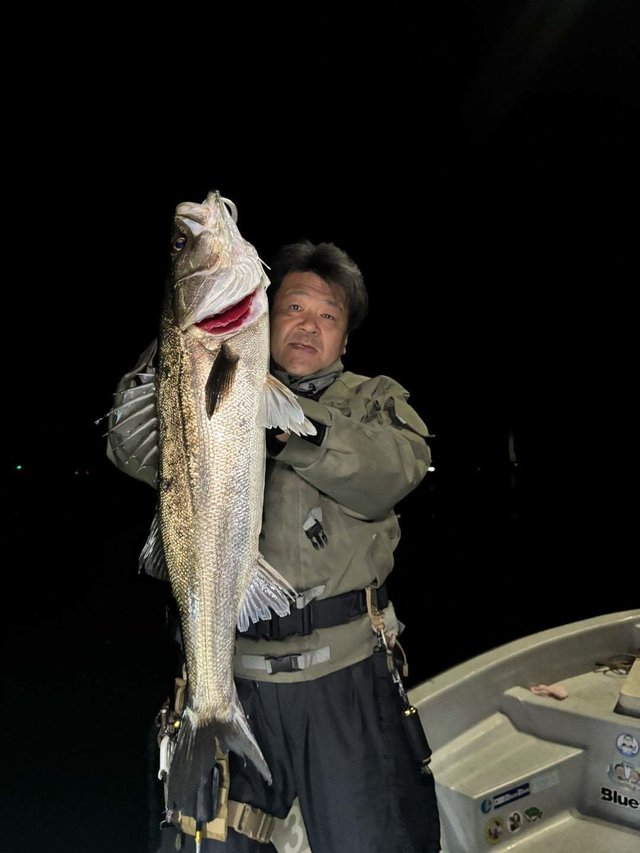 シーバス(スズキ)