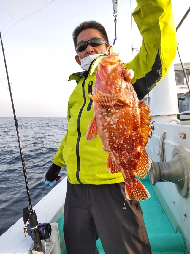 ガシラ(カサゴ)