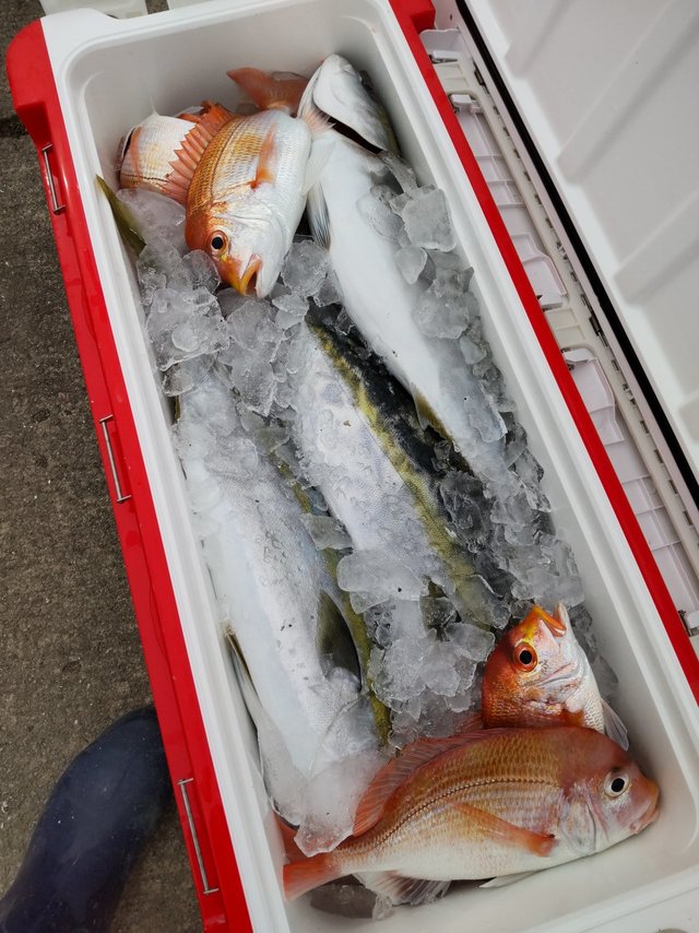 レンコ(キダイ)・メジロ(ブリ)