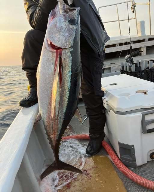 トンボ(ビンナガ)