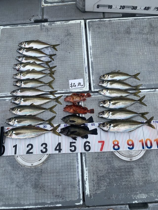 アマダイ(アカアマダイ)・カサゴ・メバル