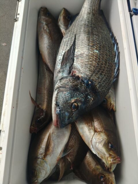 クロダイ・イサキ