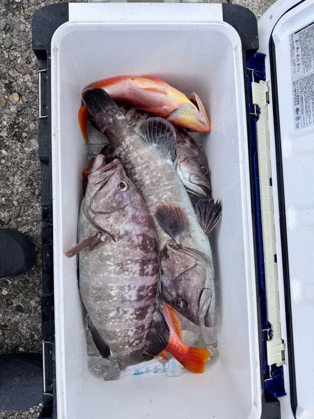 アカイサキ・マハタ