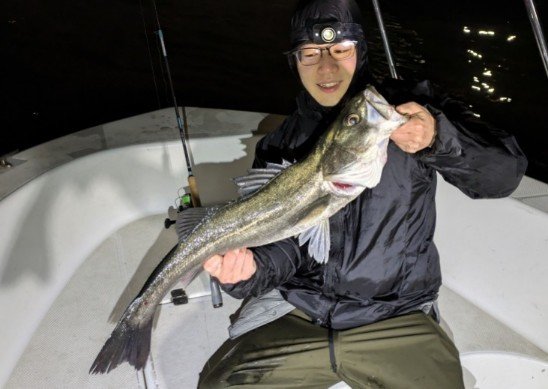 シーバス(スズキ)