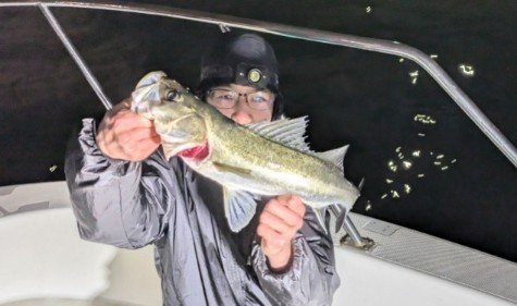 シーバス(スズキ)