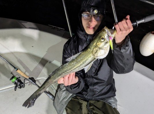 シーバス(スズキ)