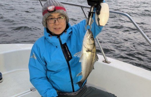 シーバス(スズキ)