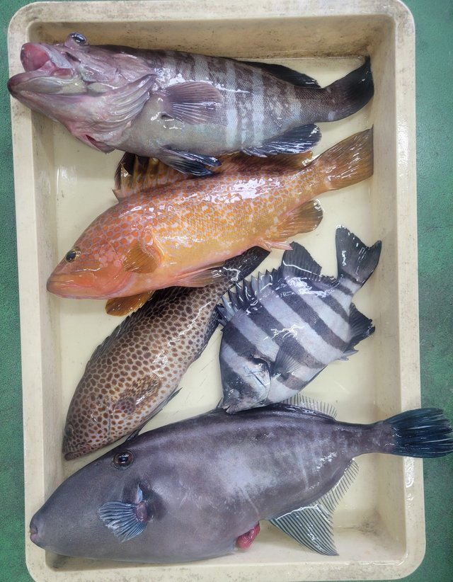 イシダイ・マハタ・オオモンハタ・キジハタ・ウマヅラ(ウマヅラハギ)