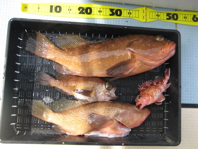 アコウ(キジハタ)