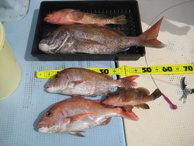 マダイ・アコウ(キジハタ)