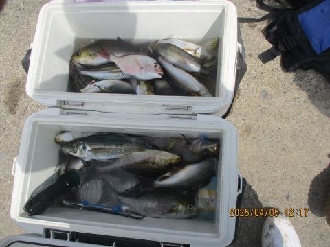 マダイ・アジ(マアジ)・イサキ