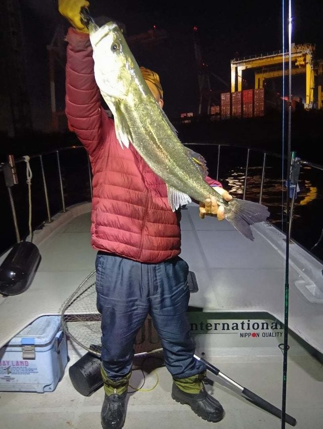 シーバス(スズキ)