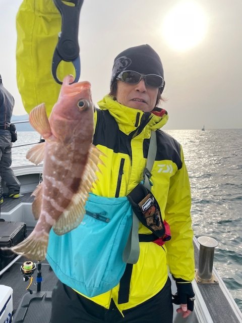 アコウ(キジハタ)