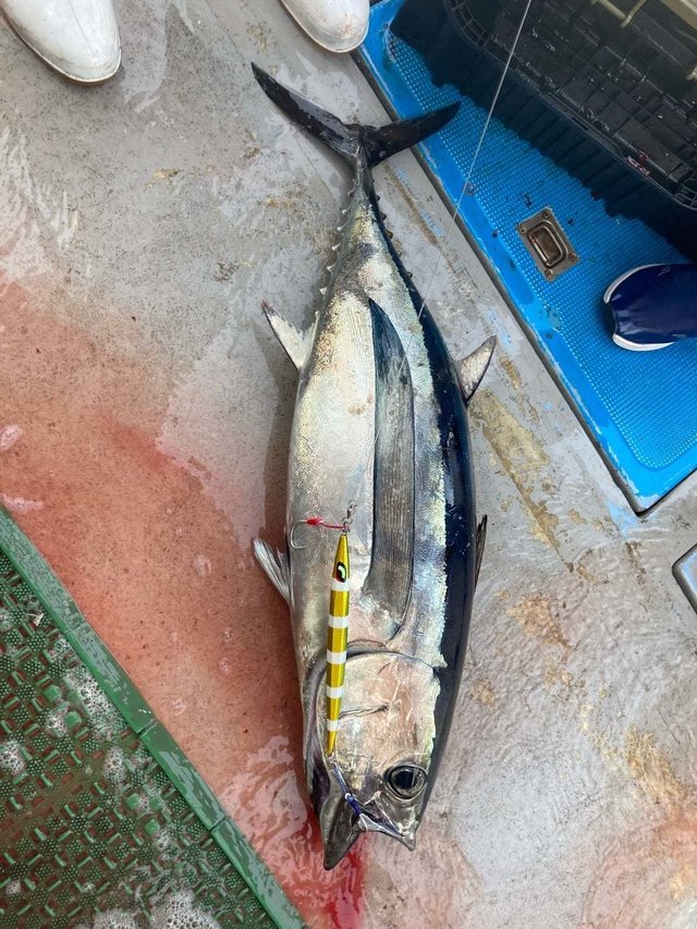 トンボ(ビンナガ)