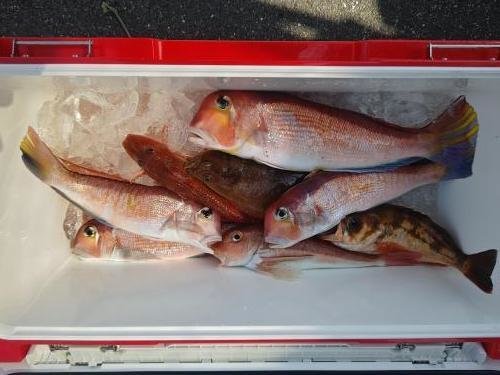 アマダイ(アカアマダイ)