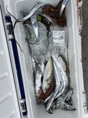 アジ(マアジ)・タチウオ