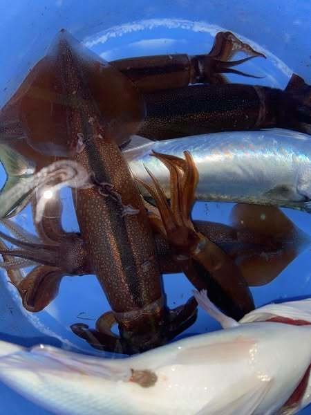 スルメ(スルメイカ)