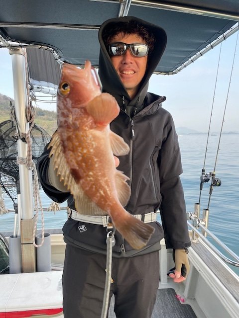 アコウ(キジハタ)