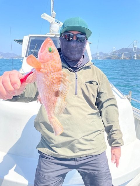 アコウ(キジハタ)