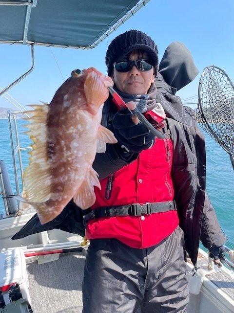 アコウ(キジハタ)