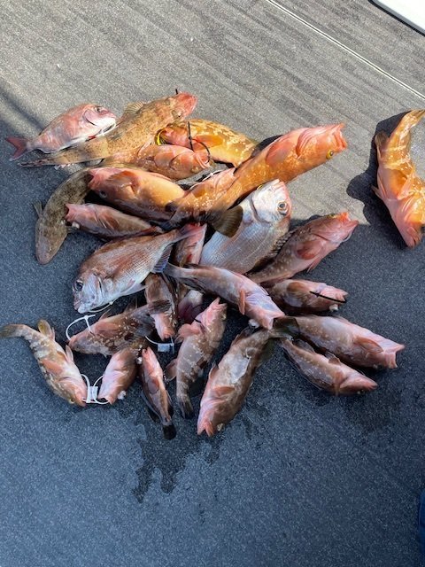 マダイ・アコウ(キジハタ)