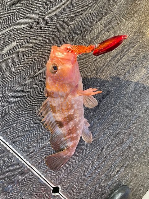 アコウ(キジハタ)