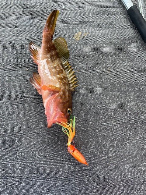 アコウ(キジハタ)