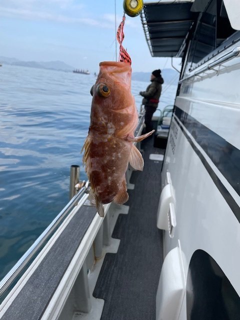 アコウ(キジハタ)