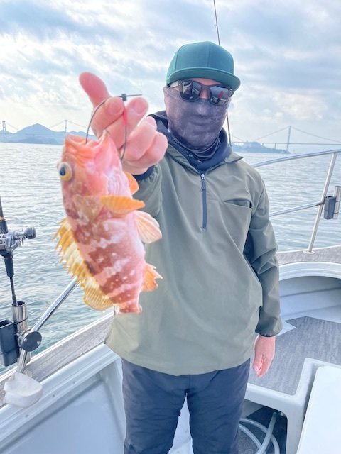 アコウ(キジハタ)