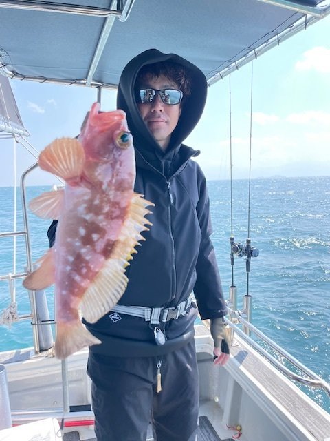 アコウ(キジハタ)