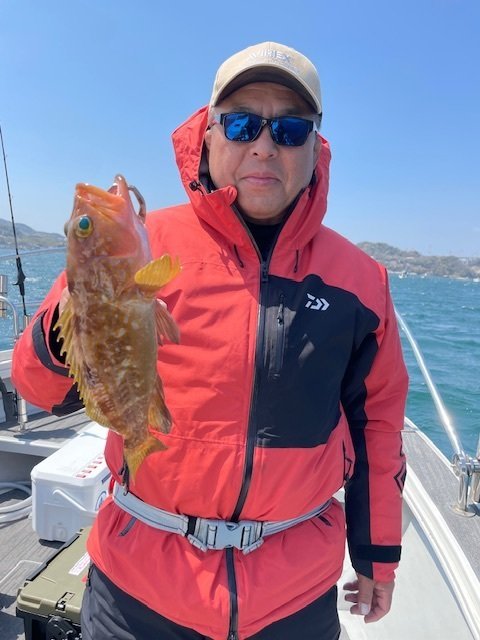 アコウ(キジハタ)