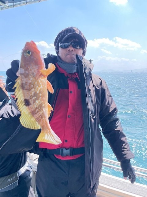 アコウ(キジハタ)