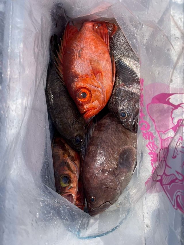 キントキ(チカメキントキ)・メバル・ハタ(マハタ)