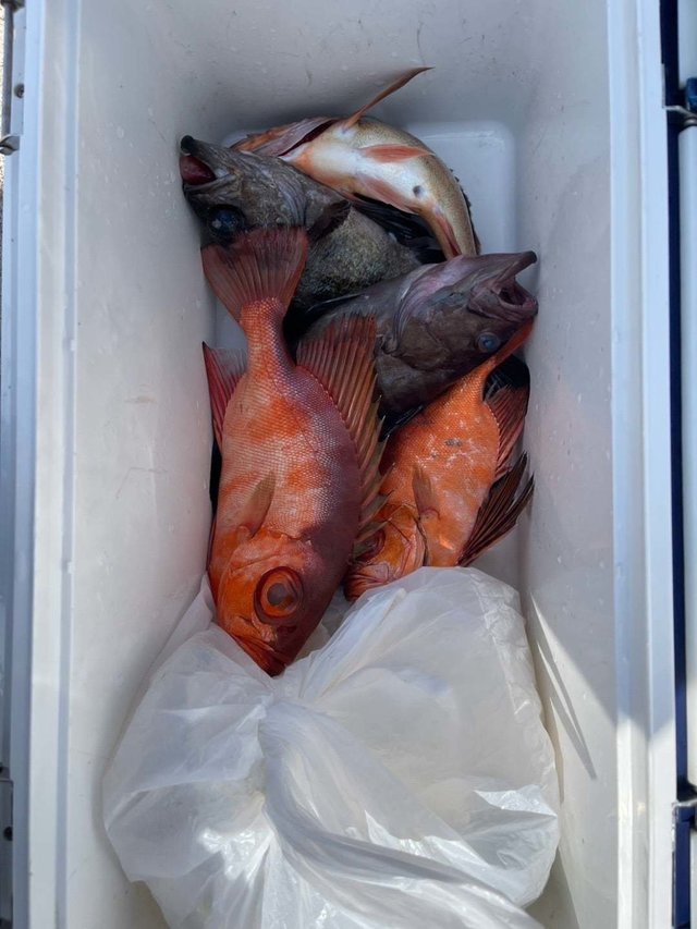 キントキ(チカメキントキ)・ハタ(マハタ)