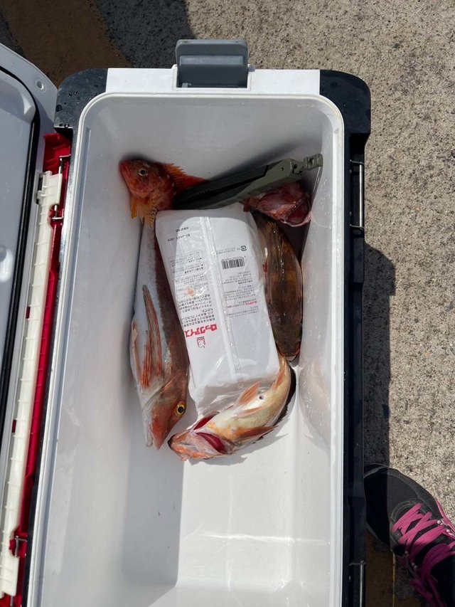 ホウボウ・ハタ(マハタ)