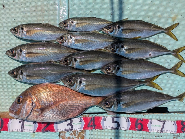 タイ(マダイ)・アジ(マアジ)