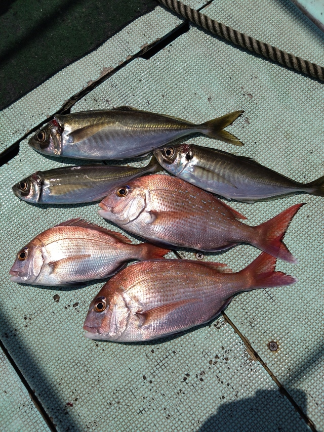 タイ(マダイ)・アジ(マアジ)