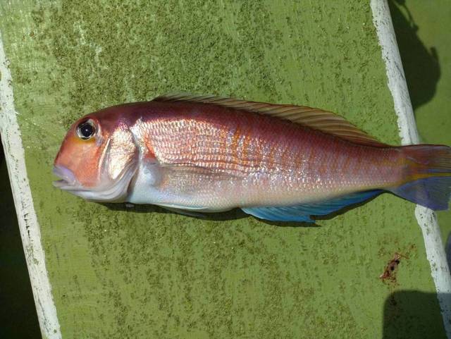 アマダイ(アカアマダイ)