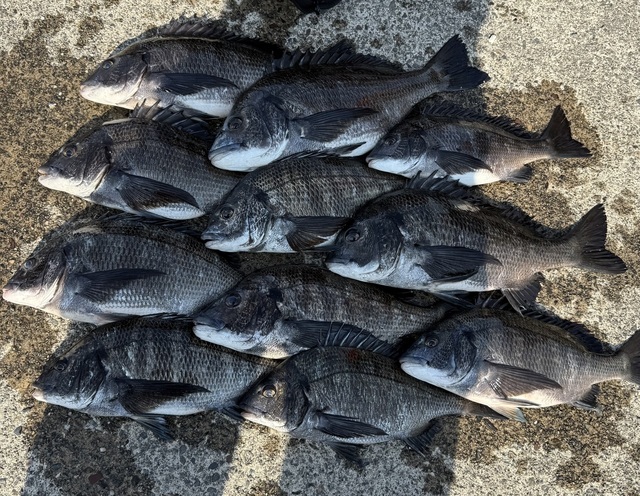 チヌ(クロダイ)