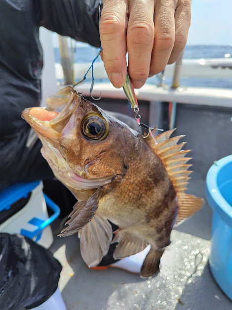 クロメバル(メバル)