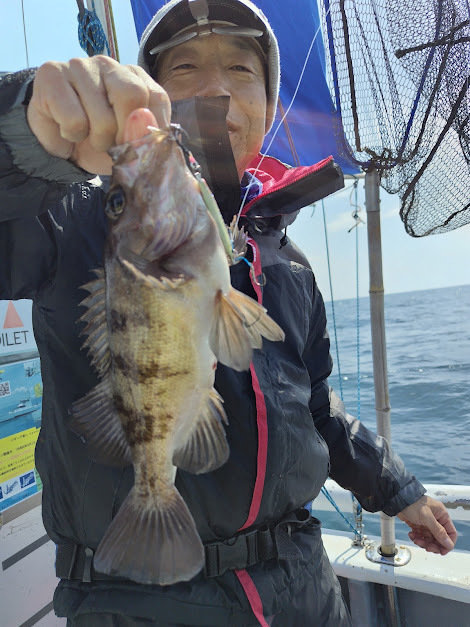 クロメバル(メバル)