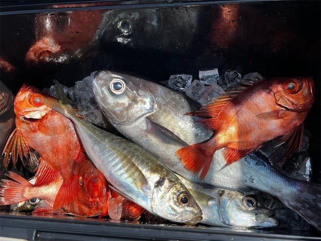 チカメキントキ