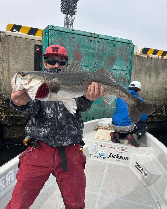 シーバス(スズキ)