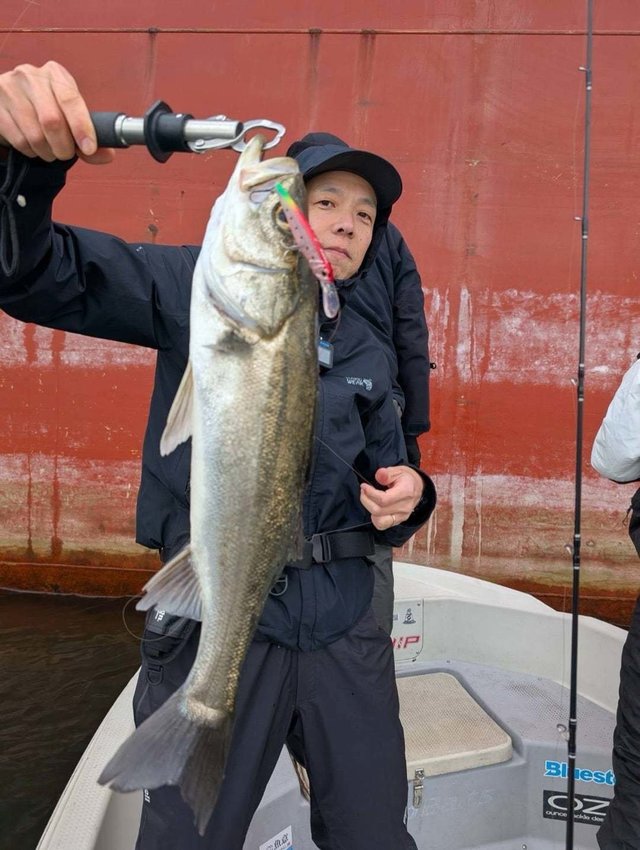 シーバス(スズキ)