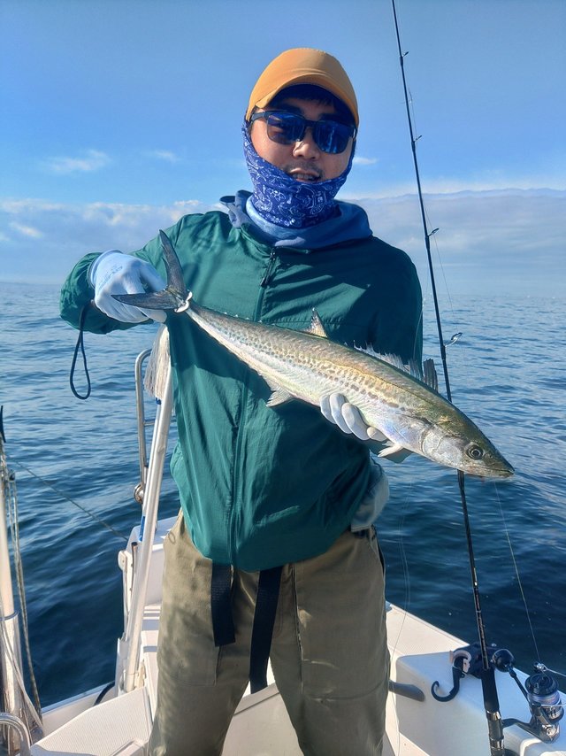 サゴシ(サワラ)